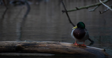 Mallard on the log