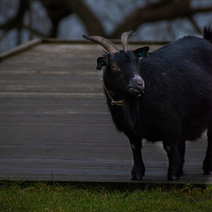 Black goat