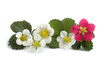 Strawberry leaves and different color flowers
