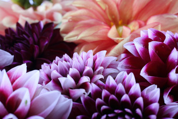 Dahlia flowers background