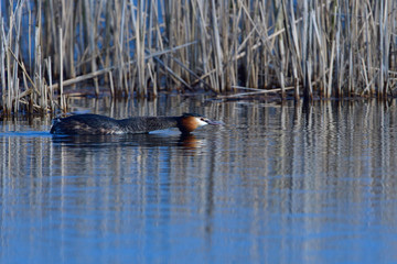 Haubentaucher bei der Balz	