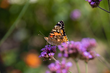Schmetterling an Blume