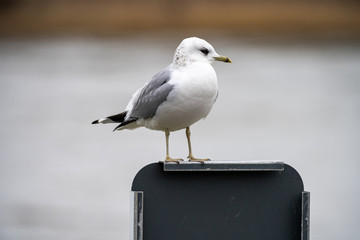 Möwe sitzt auf Schild
