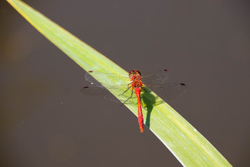 Libelle