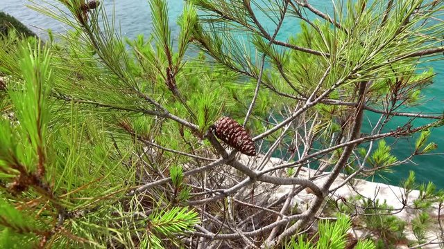 Des pins en bord de mer dans le sud de la France
