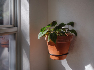 Philodendron Micans by the window
