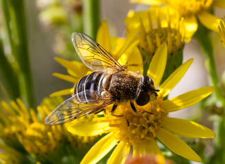 Macro photograph of a fly