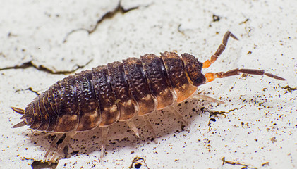 Close up photograph of a garden bug