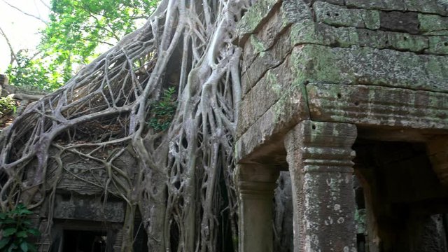 4K, Ta Prohm temple with strangler fig. Unrestored and still covered with jungle and lush vegetation. There are huge trees and tree roots that grow through the temples ruins. Tetrameles nudiflora -Dan