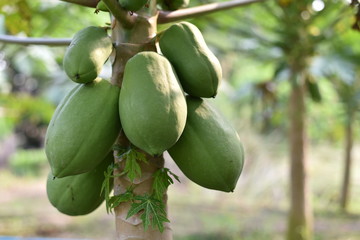 papaya fruit on papaya tree in farm.