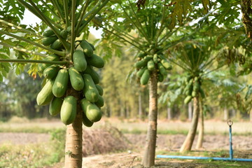 papaya fruit on papaya tree in farm.