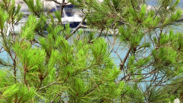 Des pins en bord de mer dans le sud de la France