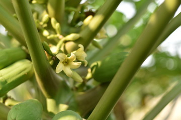 papaya fruit on papaya tree in farm.