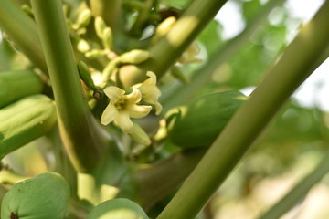 papaya fruit on papaya tree in farm.