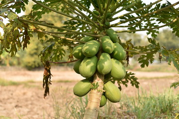 papaya fruit on papaya tree in farm.