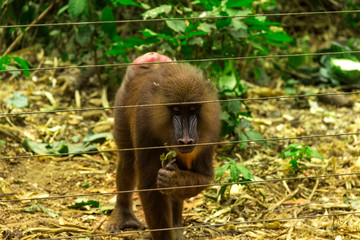 Mandrills in the reserve. Cameroon, near Yaounde