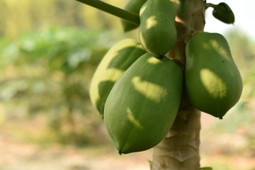 papaya fruit on papaya tree in farm.