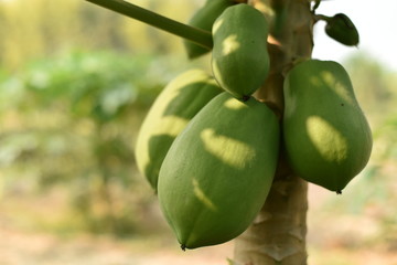 papaya fruit on papaya tree in farm.