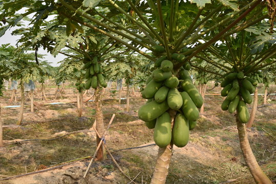 papaya fruit on papaya tree in farm.