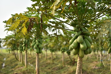 papaya fruit on papaya tree in farm.