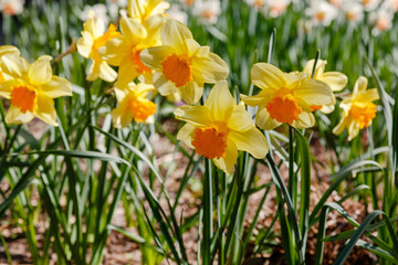 Obraz premium Narcissus (lat. Narcissus) is a genus of plants of the family amaryllidaceae. Narcissus flowers blooming in garden