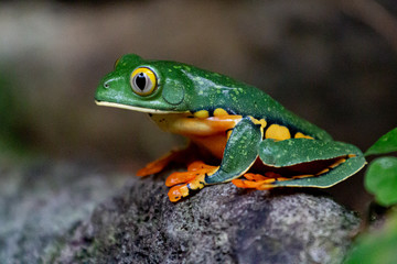 Costa Rica Rainforest frog