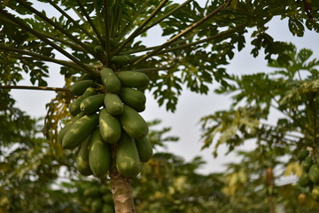 papaya fruit on papaya tree in farm.
