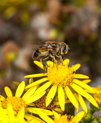 Macro photograph of a fly