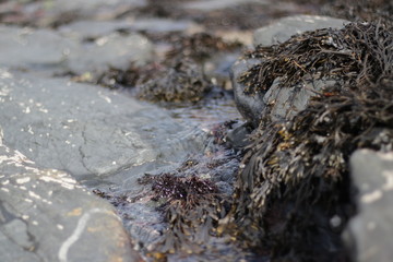 Flowing Rock Pool