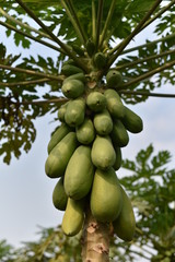 papaya fruit on papaya tree in farm.