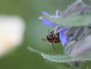 Bee working hard collecting pollen