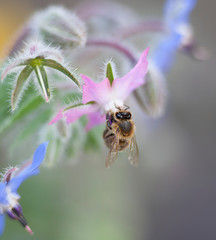 Bee working hard collecting pollen
