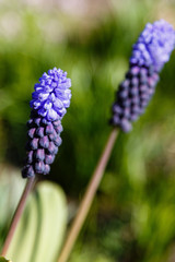 Muscari latifolium Kirk is spring bulbous flowers in garden