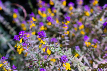 Floral blurred background. Purple and yellow small flowers.