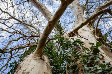 Wide-spreading crown of an old plane tree.