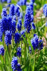 Muscari flowers, Muscari armeniacum, Grape Hyacinths spring flowers blooming in april and may. Muscari plant with blue flowers.