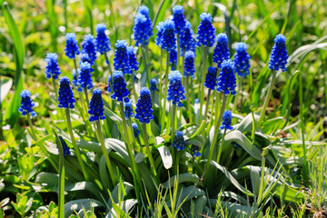 Muscari flowers, Muscari armeniacum, Grape Hyacinths spring flowers blooming in april and may. Muscari armeniacum plant with blue flowers.