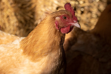 Close up of a Chicken's Head