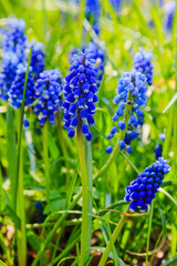 Muscari flowers, Muscari armeniacum, Grape Hyacinths spring flowers blooming in april and may. Muscari armeniacum plant with blue flowers.