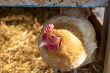 Chicken Leaving Coop