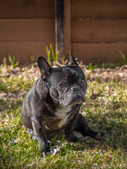 Brindle French Bulldog Resting on the field