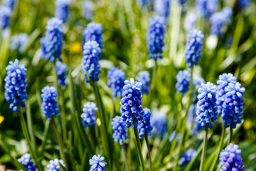 Muscari flowers, Muscari armeniacum, Grape Hyacinths spring flowers blooming in spring. Growing early flowering bulbous plants in the garden