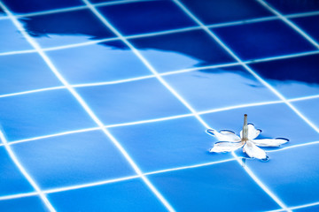 floating white plumeria flower in the water of swimming pool. against blue tile.