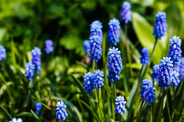 Muscari flowers, Muscari armeniacum, Grape Hyacinths spring flowers blooming in spring. Growing early flowering bulbous plants in the garden