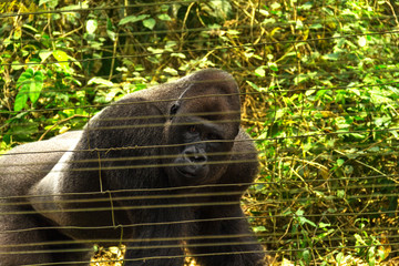 Gorillas in the reserve. Cameroon, near Yaounde