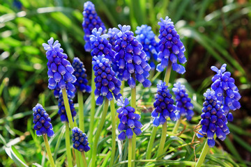 Muscari flowers, Muscari armeniacum, Grape Hyacinths spring flowers blooming in spring. Growing early flowering bulbous plants in the garden
