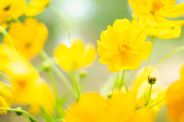 close up yellow cosmos flowers against nature background. selective focus