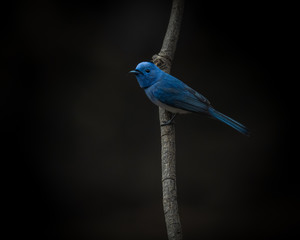 A migrant Blue bird called Black naped monarch sitting on a perch with Background