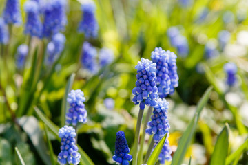 Muscari flowers, Muscari armeniacum, Grape Hyacinths spring flowers blooming in spring. Growing early flowering bulbous plants in the garden