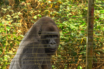 Gorillas in the reserve. Cameroon, near Yaounde